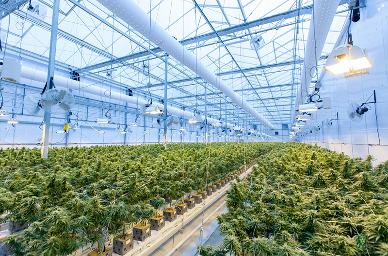 The Importance of Light Controllability for Plant Growth